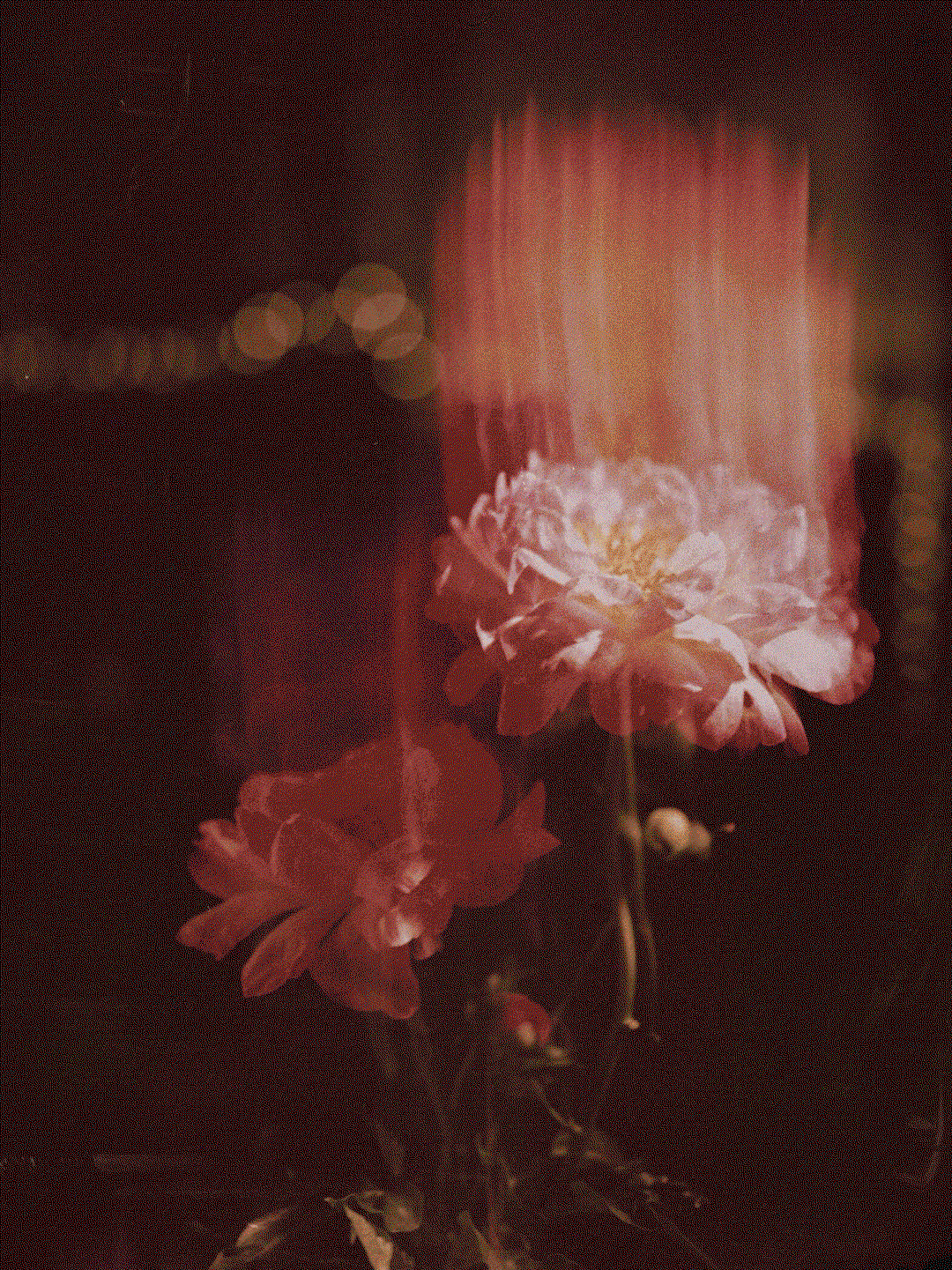 5.gif