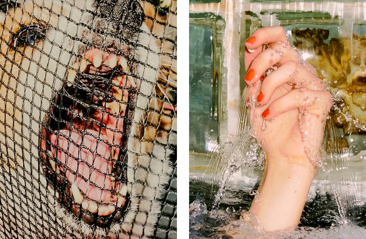 Adam Whyte's photographs capture moments of order within a chaotic world