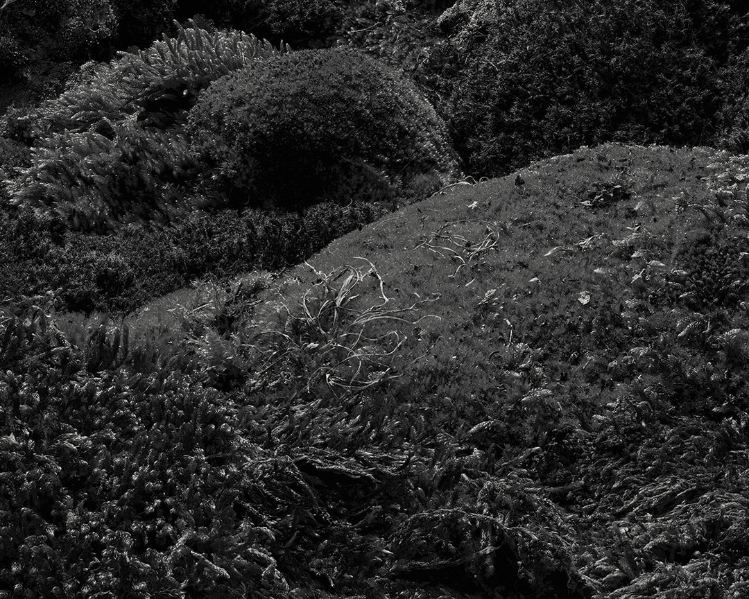 SECOND_NATURE_DETAIL_2.jpg