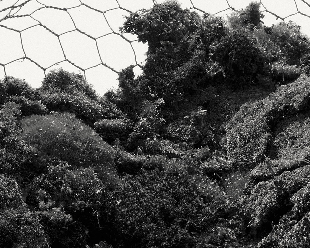 SECOND_NATURE_DETAIL_3.jpg