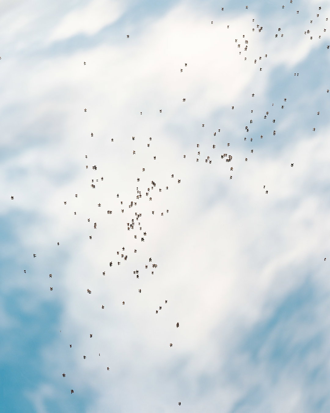 LukeEvans-Birds-SecondNature-itsnicethat-0.jpg