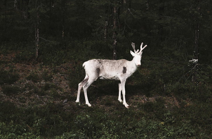 Photographer Terje Abusdal captures the magical and mysterious world of the Forest Finns