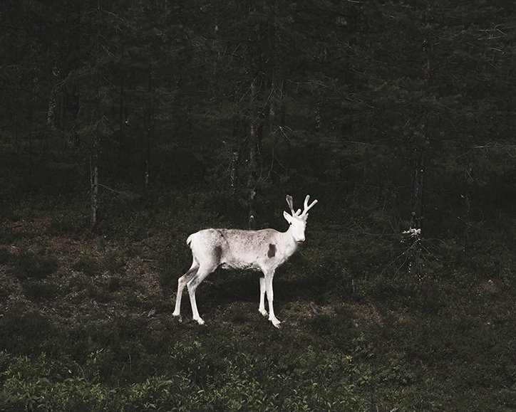 terje-abusdal-slash-and-burn-photography-it'snicethat-4.jpg