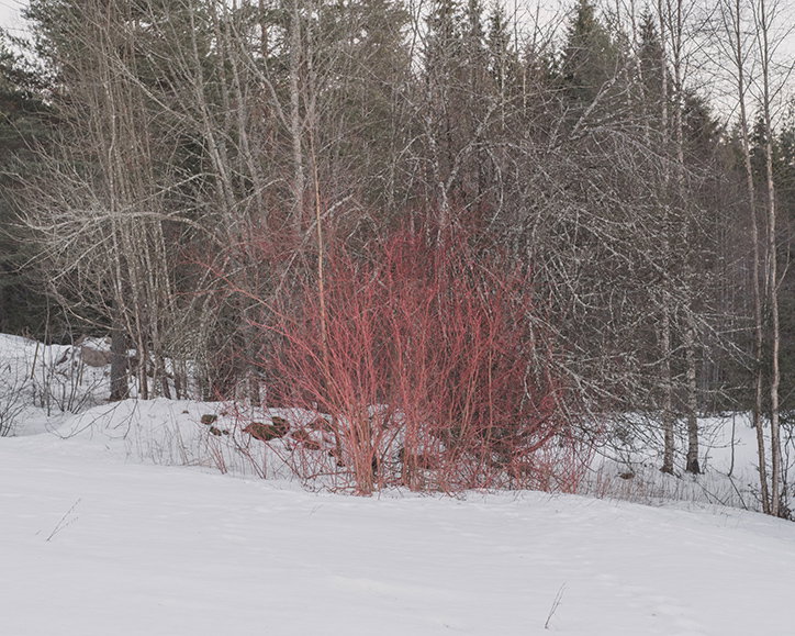 terje-abusdal-slash-and-burn-photography-it'snicethat-6.jpg