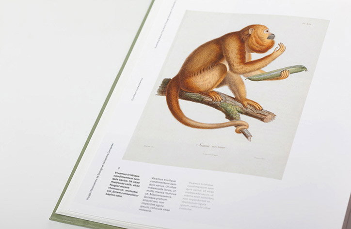kronecker-wallis-illustrating-nature-publication-itsnicethat-03.jpg
