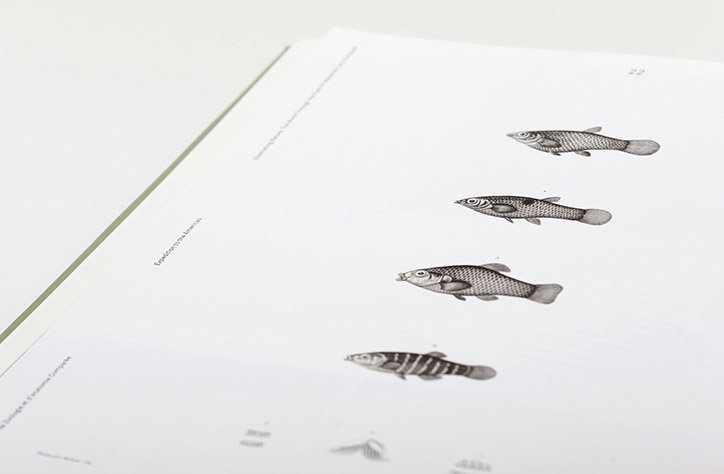 kronecker-wallis-illustrating-nature-publication-itsnicethat-07.jpg