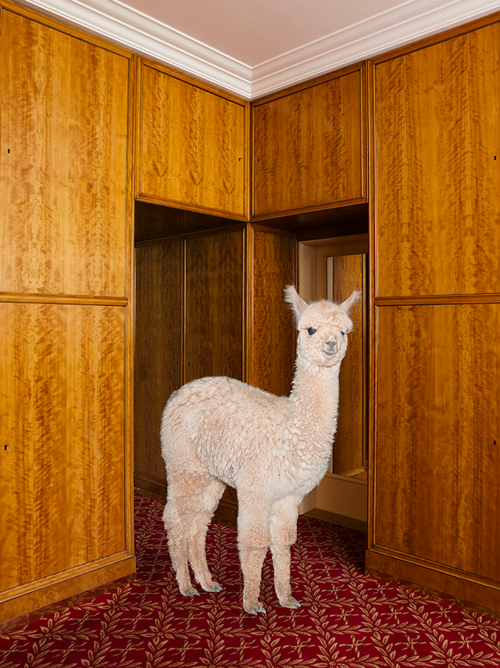 DanielGebhartdeKoekkoek-BetterLivingWithAlpacas-Photography-itsnicethat-02.png