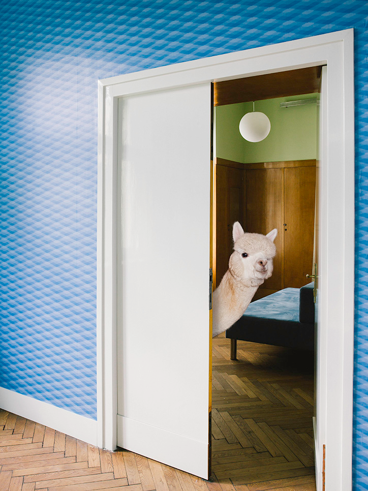 DanielGebhartdeKoekkoek-BetterLivingWithAlpacas-Photography-itsnicethat-03.png