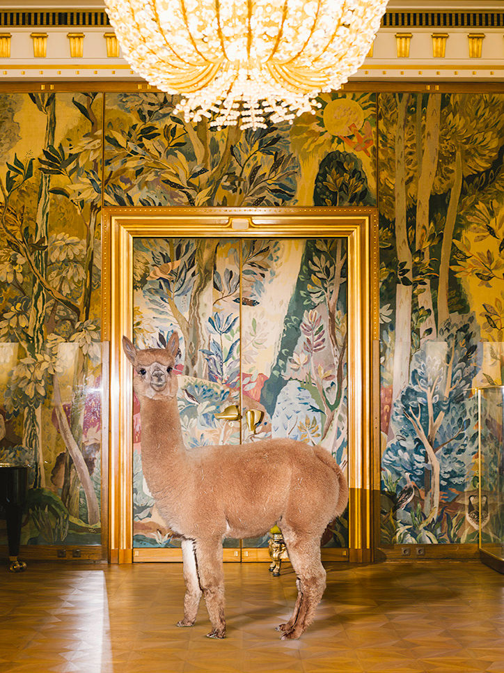 DanielGebhartdeKoekkoek-BetterLivingWithAlpacas-Photography-itsnicethat-06.png