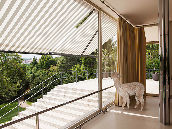 DanielGebhartdeKoekkoek-BetterLivingWithAlpacas-Photography-itsnicethat-10.png