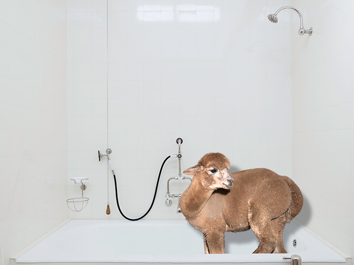 DanielGebhartdeKoekkoek-BetterLivingWithAlpacas-Photography-itsnicethat-12.png
