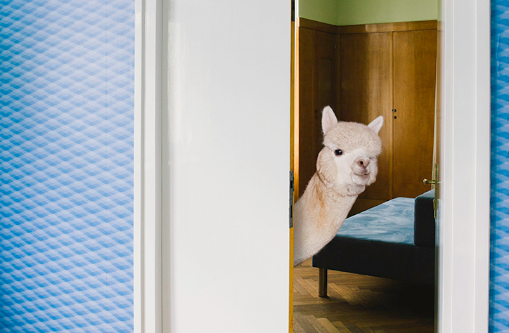 Daniel Gebhart de Koekkoek shows how your life could be better living with an alpaca