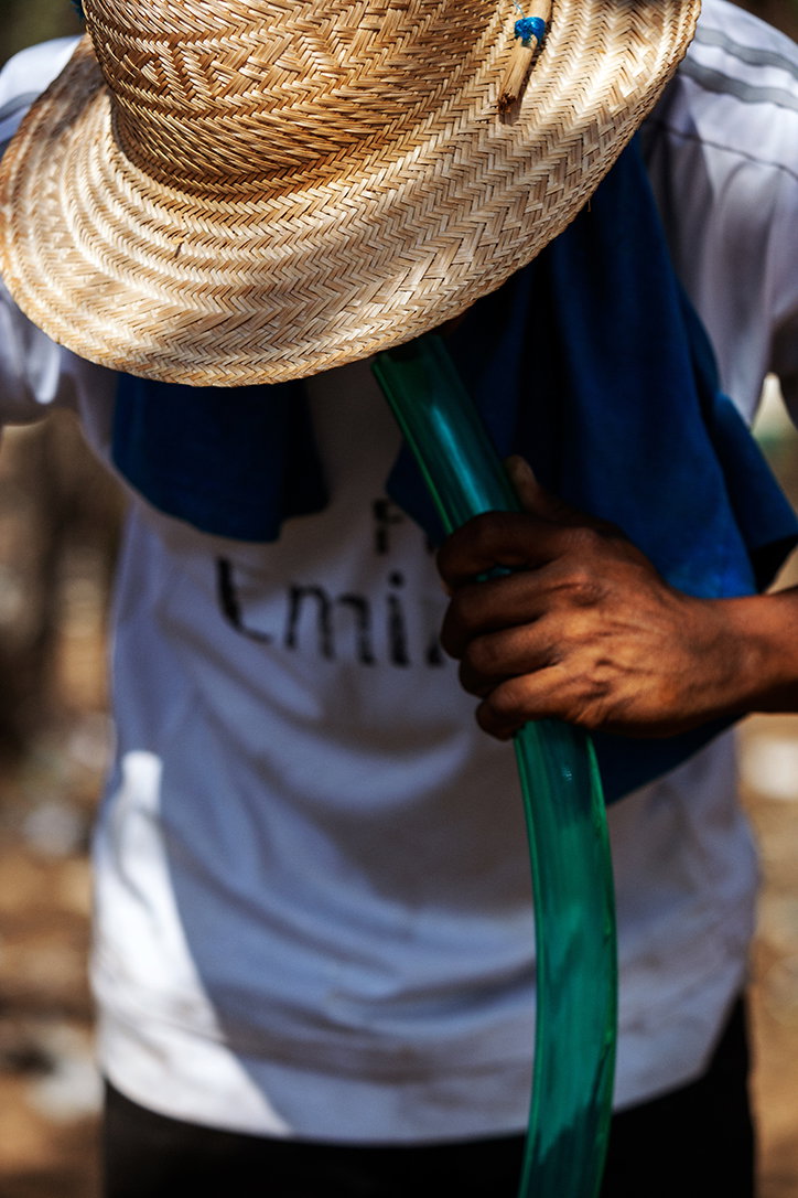 jose-castrellon-pimpineros-photography-itsnicethat-6.jpg