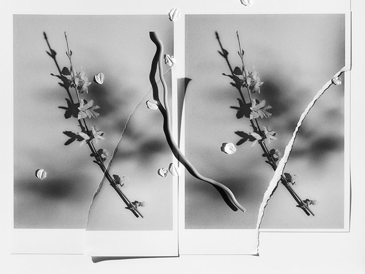 MichaelBodiamSarahParker-Blooms-Photography-itsnicethat-05.jpg