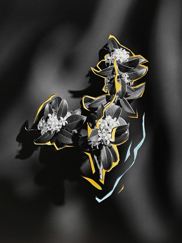 MichaelBodiamSarahParker-Blooms-Photography-itsnicethat-09.jpg