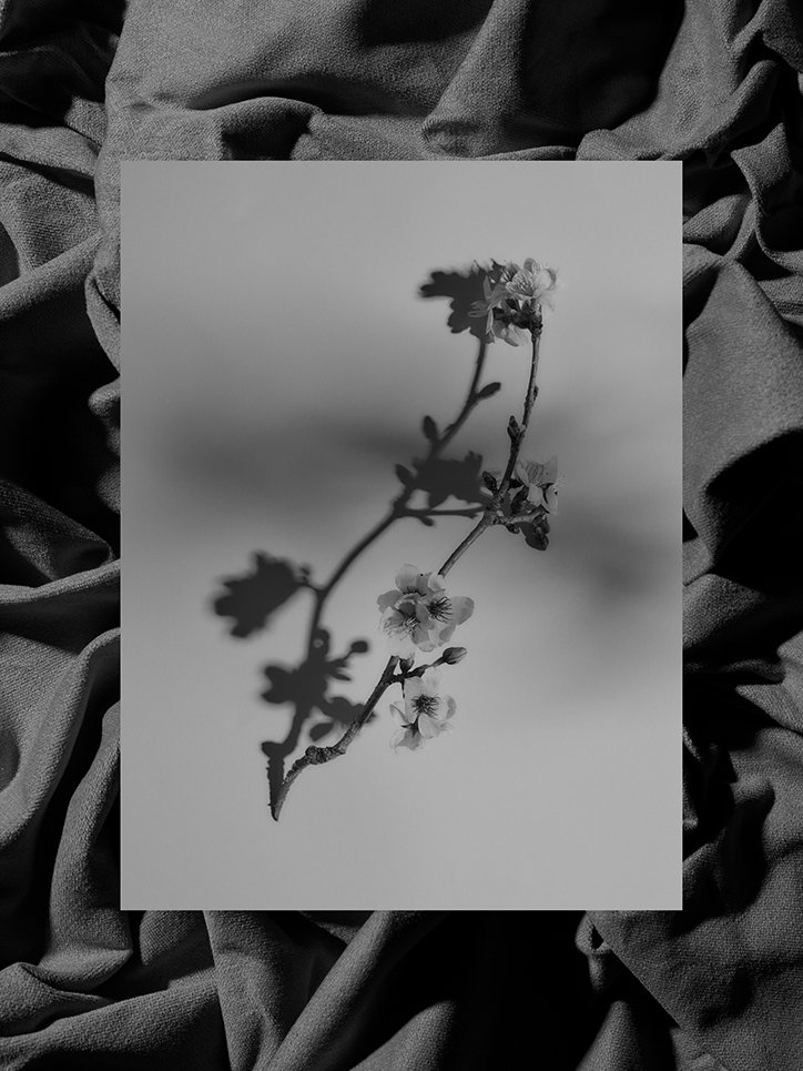 MichaelBodiamSarahParker-Blooms-Photography-itsnicethat-20.jpg