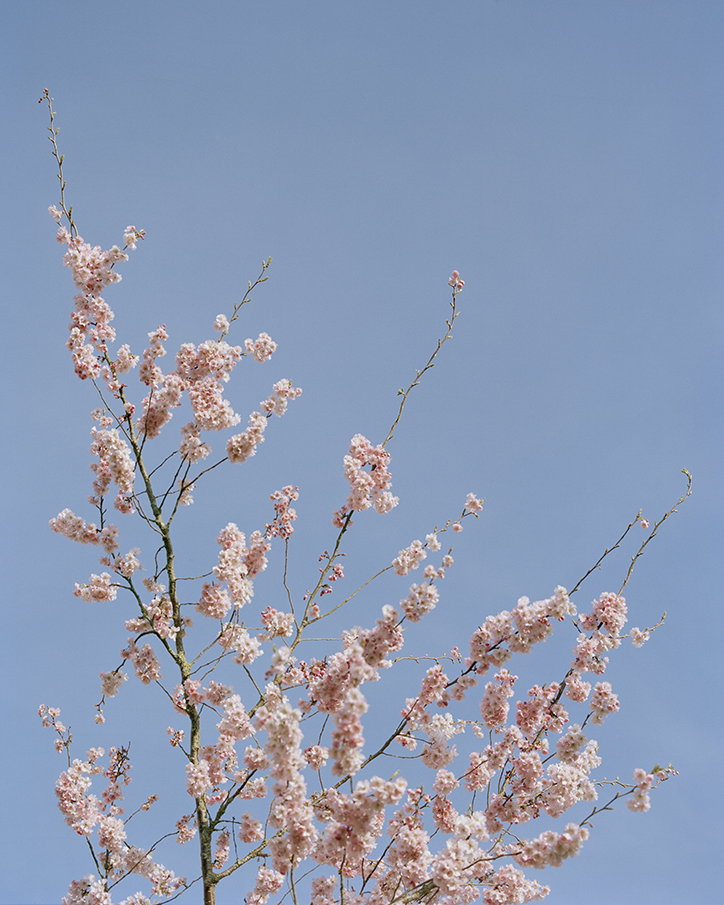 jack-orton-whispering-blooms-photography-itsnicethat-9.jpg