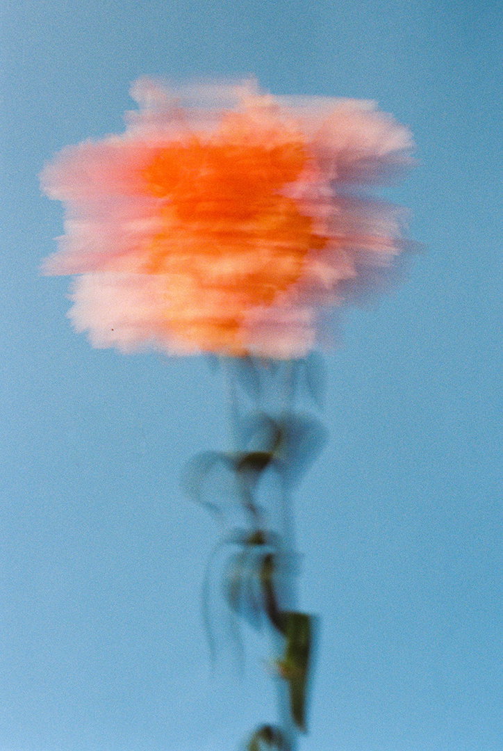 PaulaCodoner-PalmPhotoPrize2019-Photography-itsnicethat-010.jpg
