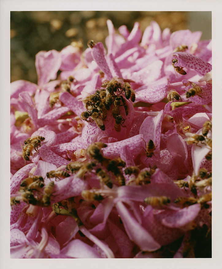 jin-jia-ji-bal-work-photography-itsnicethat-09.jpg