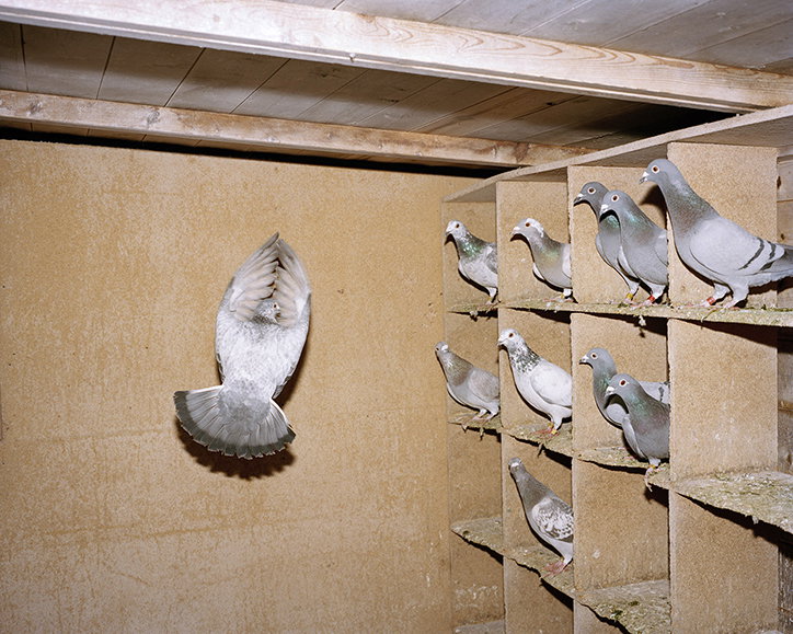 fergus-thomas-bird-of-dreams-photography-itsnicethat-10.jpg