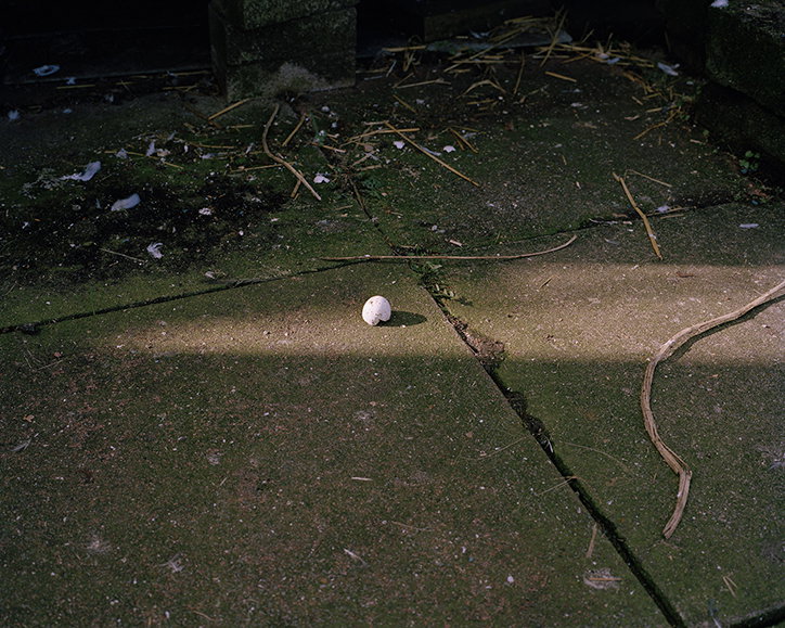 fergus-thomas-bird-of-dreams-photography-itsnicethat-01.jpg