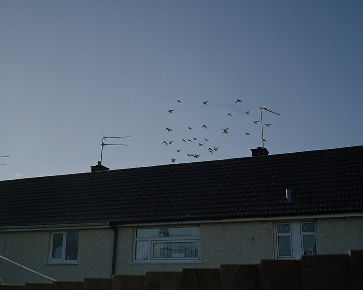 fergus-thomas-bird-of-dreams-photography-itsnicethat-11.jpg