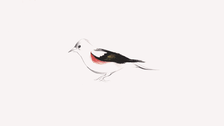 marcus-armitage-that-yorkshire-sound-animation-itsnicethat-8.gif