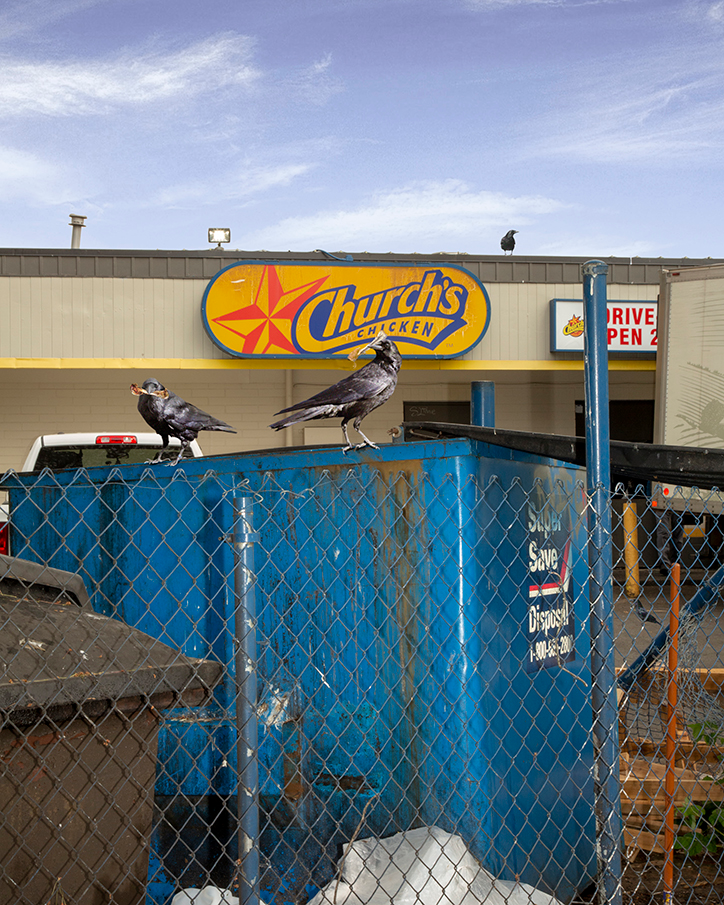 bird-chicken-kyle-berger-if-there-was-money-on-the-ground-someone-would-have-already-found-it-photography-itsnicethat.png