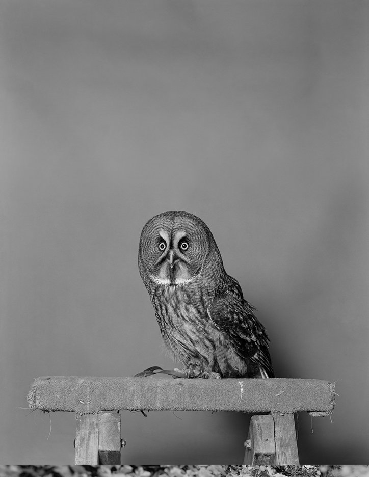 jack-latham-parliament-of-owls-photography-itsnicethat-02.jpg