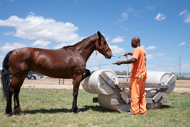 matt-hussey-tamed-work-photography-itsnicethat-09.jpg