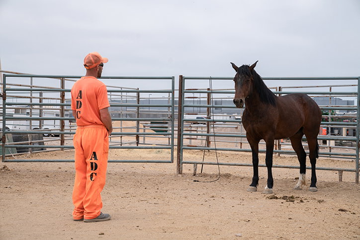 matt-hussey-tamed-work-photography-itsnicethat-12.jpg