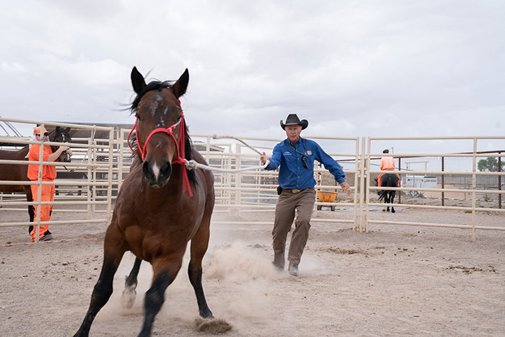 matt-hussey-tamed-work-photography-itsnicethat-13.jpg