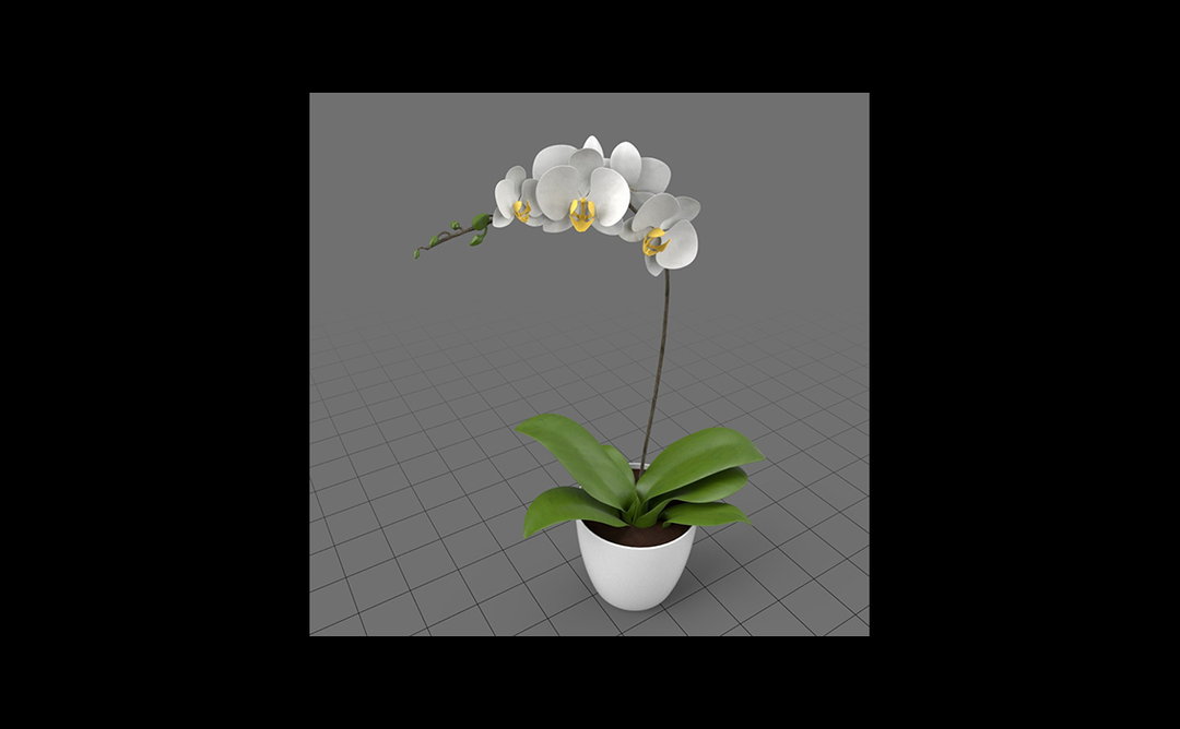 Adobe_Stock_Flower02_Slider.jpg
