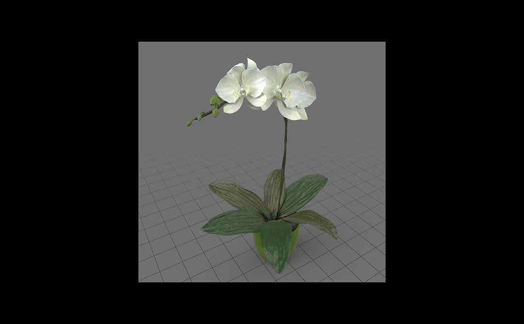 Adobe_Stock_Flower03_Slider.jpg