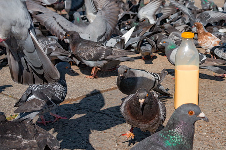 josh-edgoose-the-birds-photography-itsnicethat-08.jpg