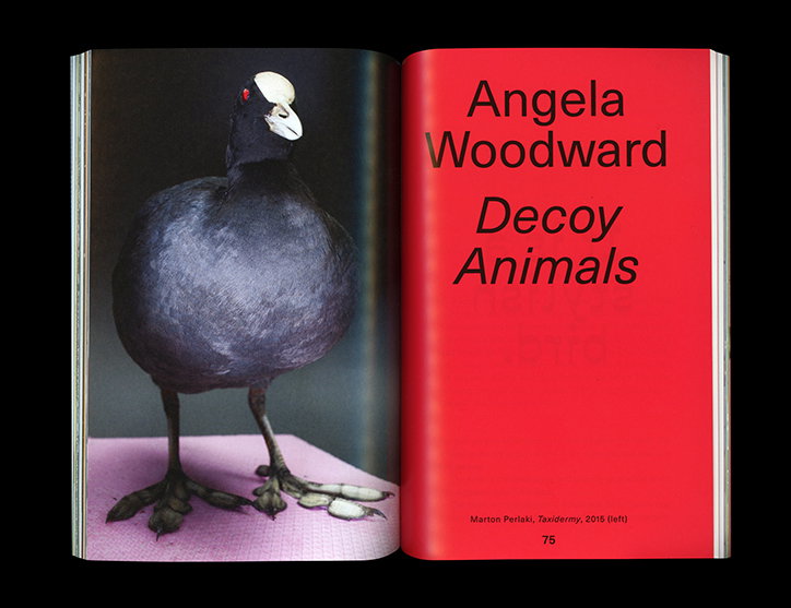 american-chordata-redesign-no-ideas-work-publication-itsnicethat-09.jpg
