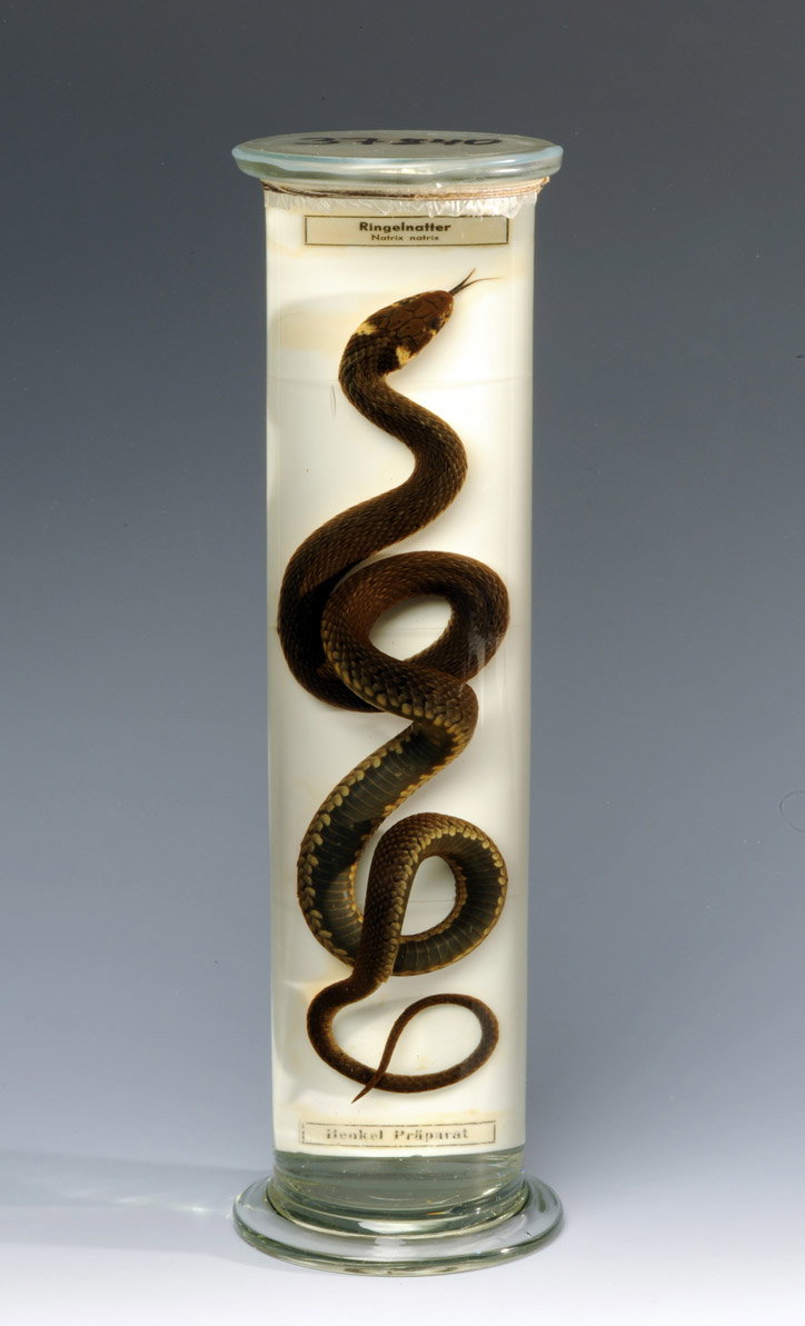 Prada_Foundation_Il-Sarcofago-di-Spitzmaus_15_exhibition_itsnicethat.jpg