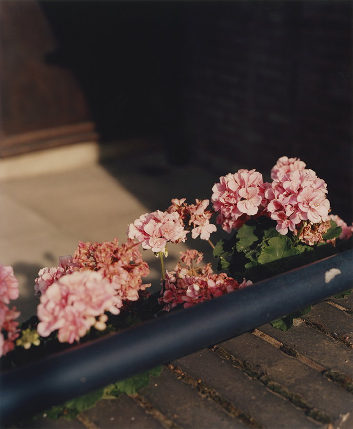 enda-bowe-clapton-blossom-photography-itsnicethat-3.jpg