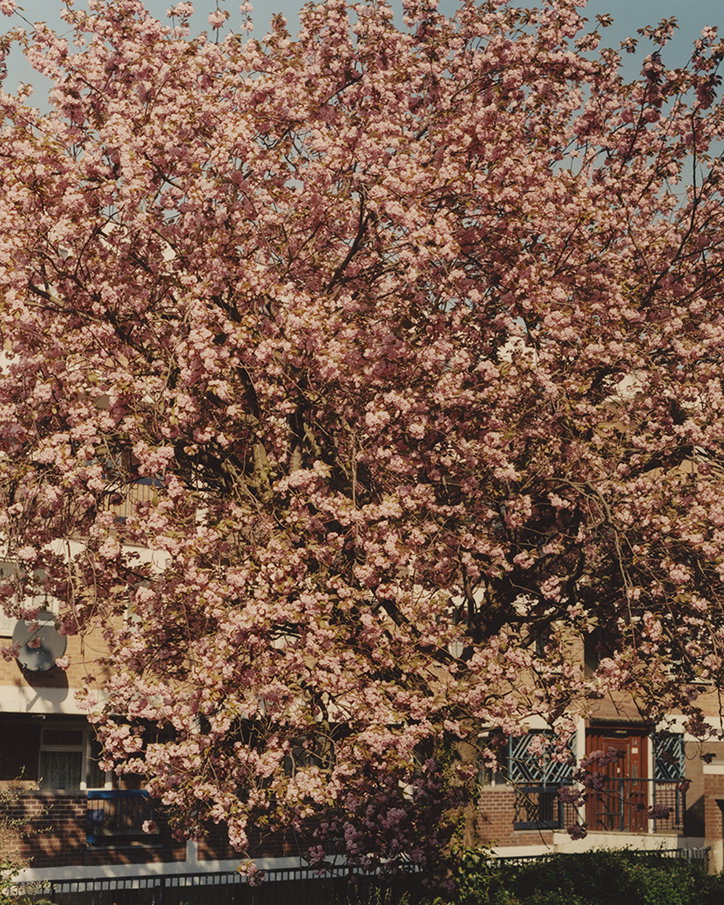 enda-bowe-clapton-blossom-photography-itsnicethat-7.jpg