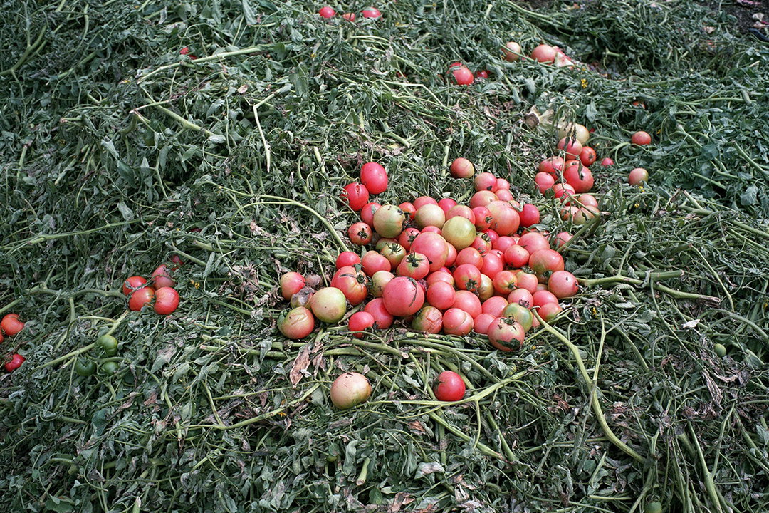 kentaro-takahashi-tomatoes-a-bird-takeko-and-koichi-features-photography-itsnicethat-05.jpg