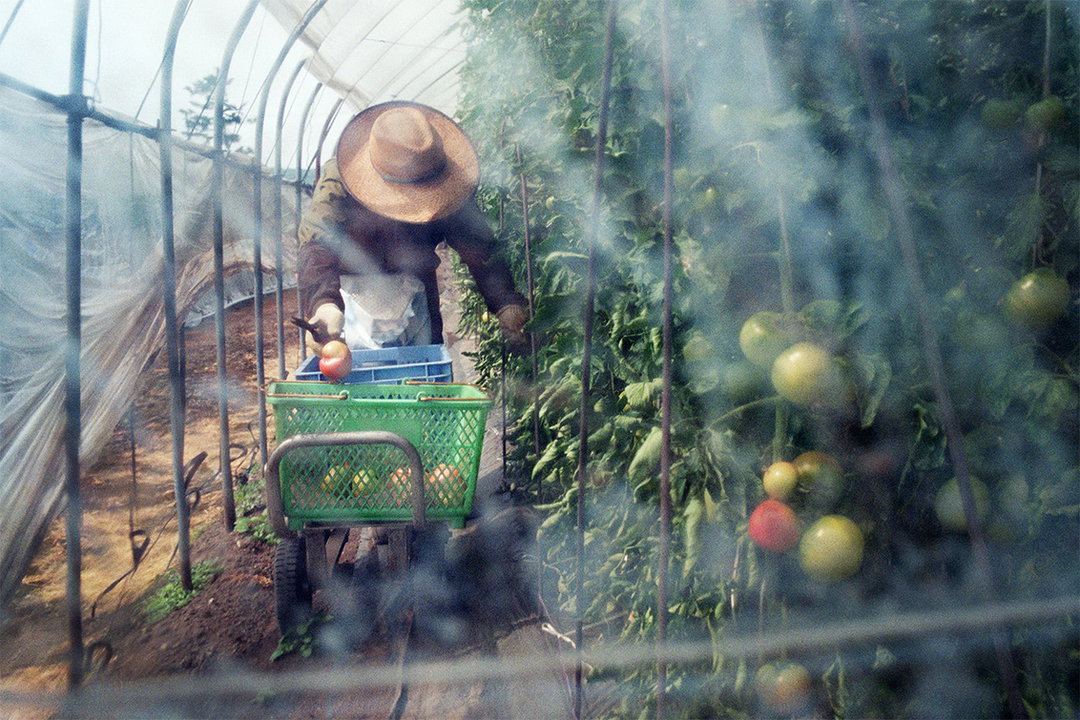 kentaro-takahashi-tomatoes-a-bird-takeko-and-koichi-features-photography-itsnicethat-15.jpg