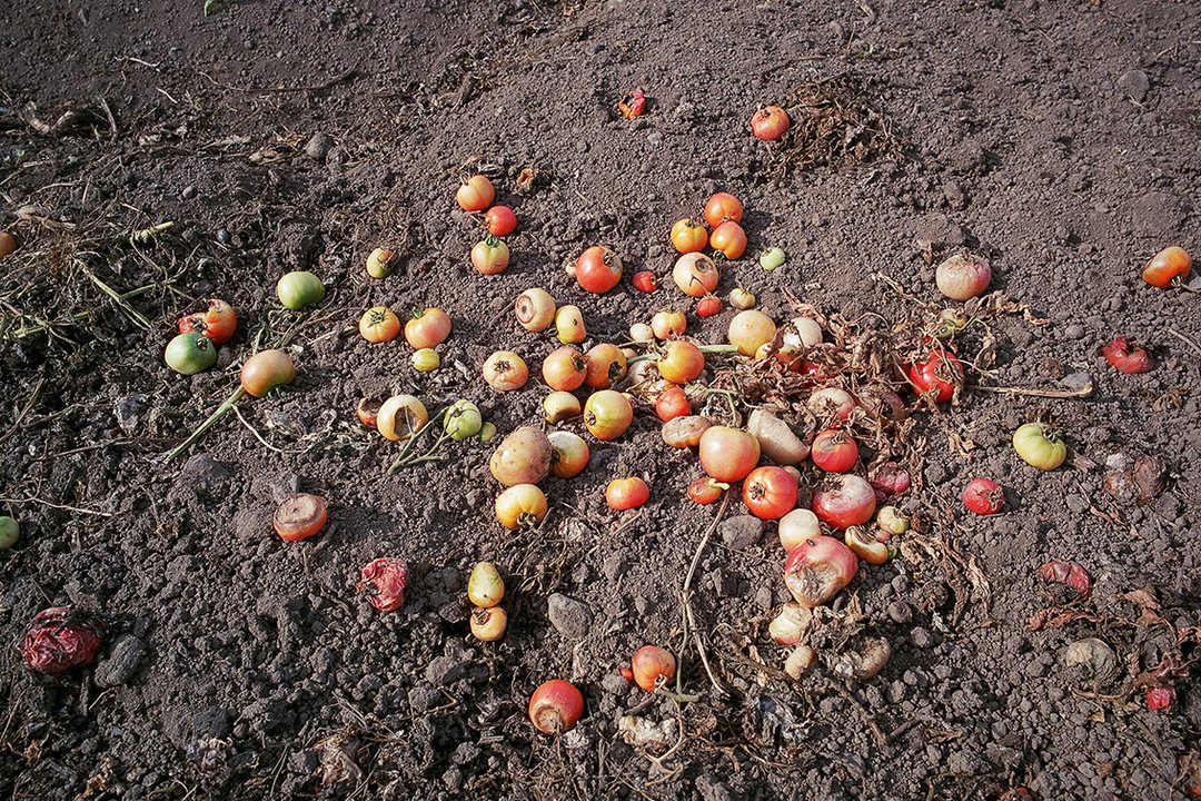 kentaro-takahashi-tomatoes-a-bird-takeko-and-koichi-features-photography-itsnicethat-31.jpg