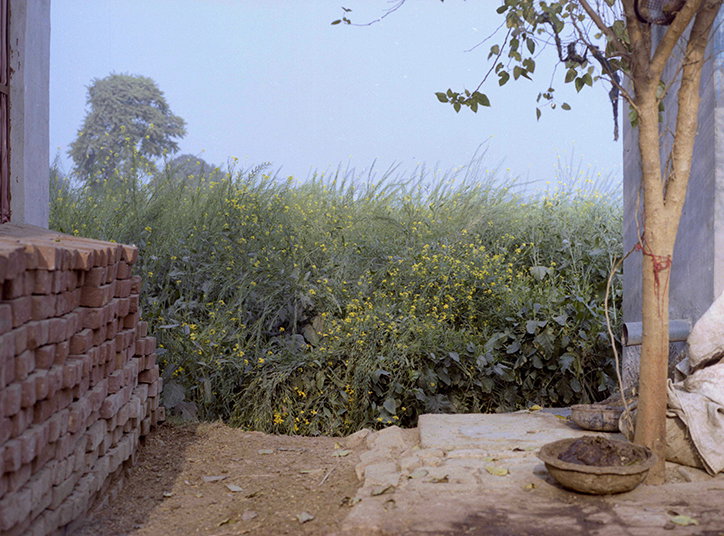 gayatri-ganju-the-green-gang-work-photography-itsnicethat-07.jpg
