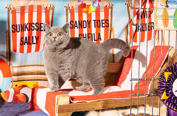Jack Kenyon photographs the wondrous spectacle of the Supreme Cat Show