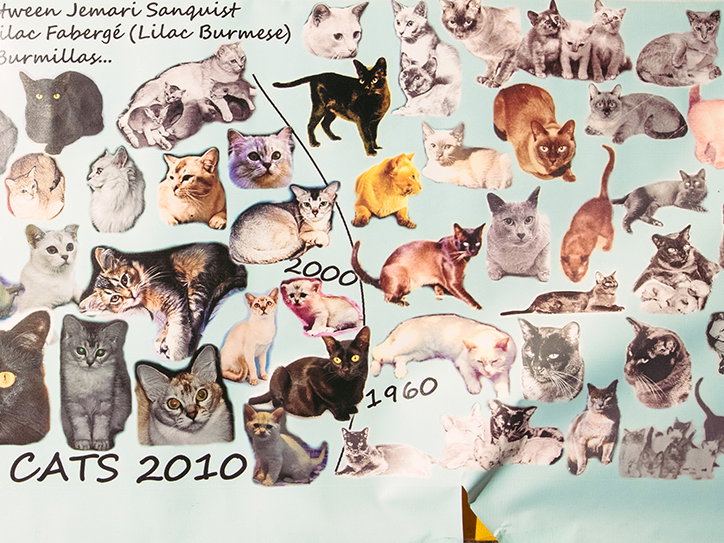 jack-kenyon-cat-worship-photography-itsnicethat-08.jpg
