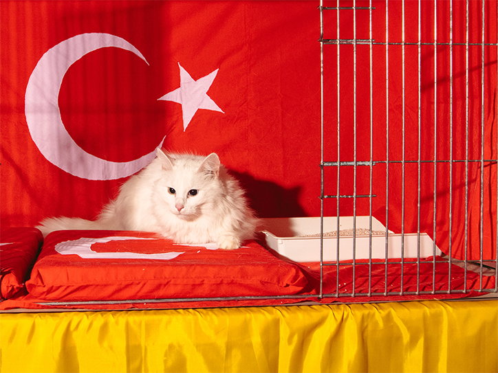 jack-kenyon-cat-worship-photography-itsnicethat-10.jpg