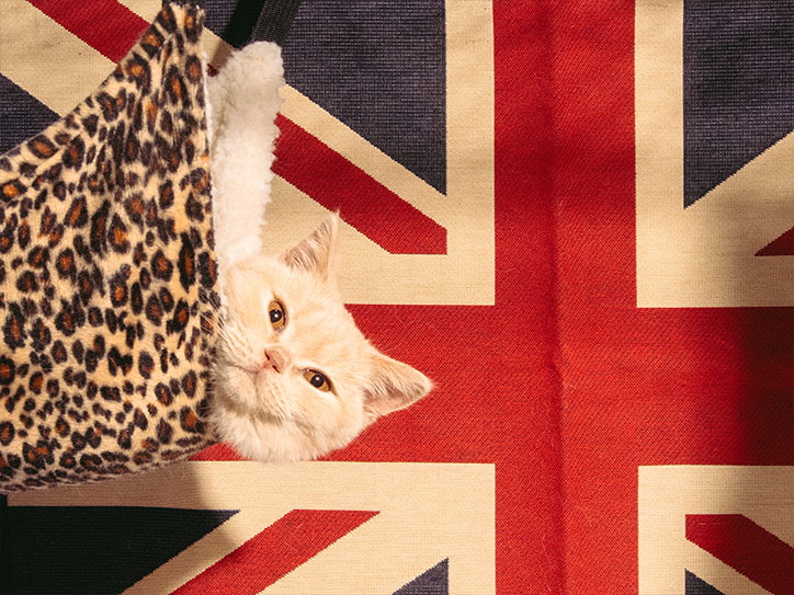jack-kenyon-cat-worship-photography-itsnicethat-13.jpg