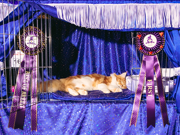 jack-kenyon-cat-worship-photography-itsnicethat-16.jpg