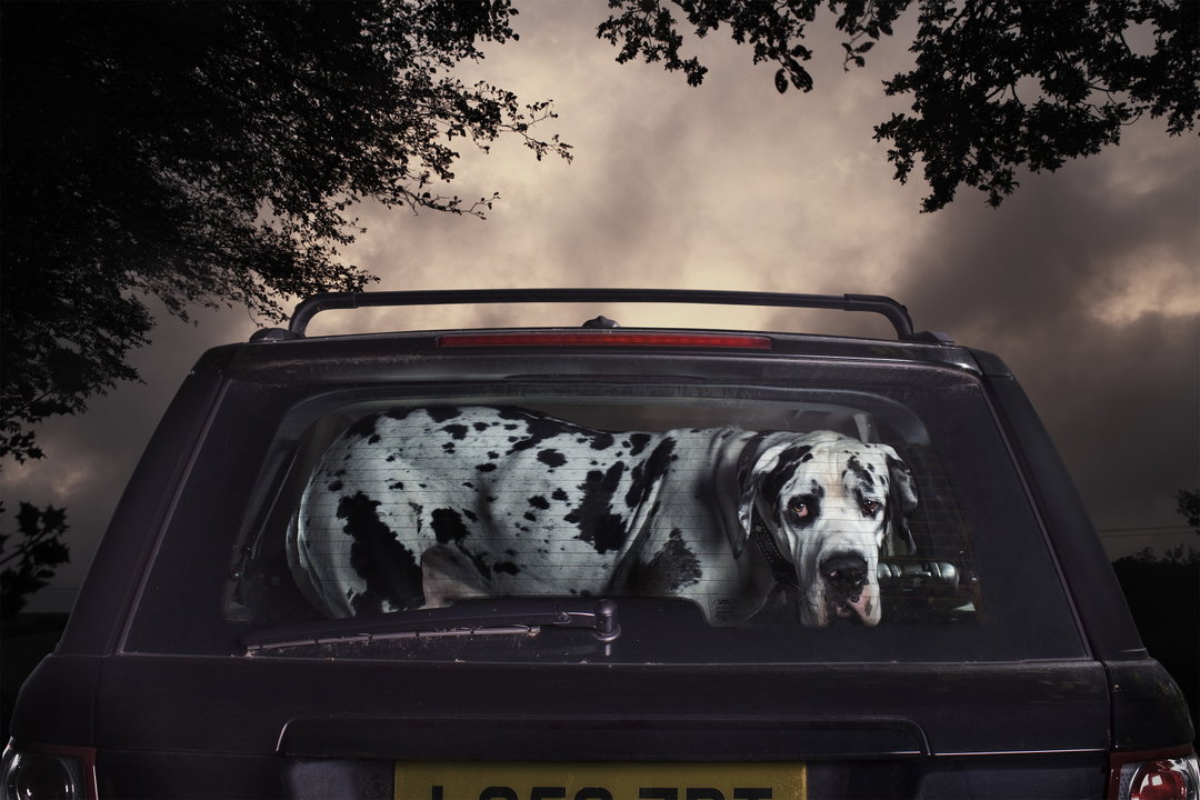 martin-usborne-the-silence-of-dogs-in-cars-photography-itsnicethat-01.jpg