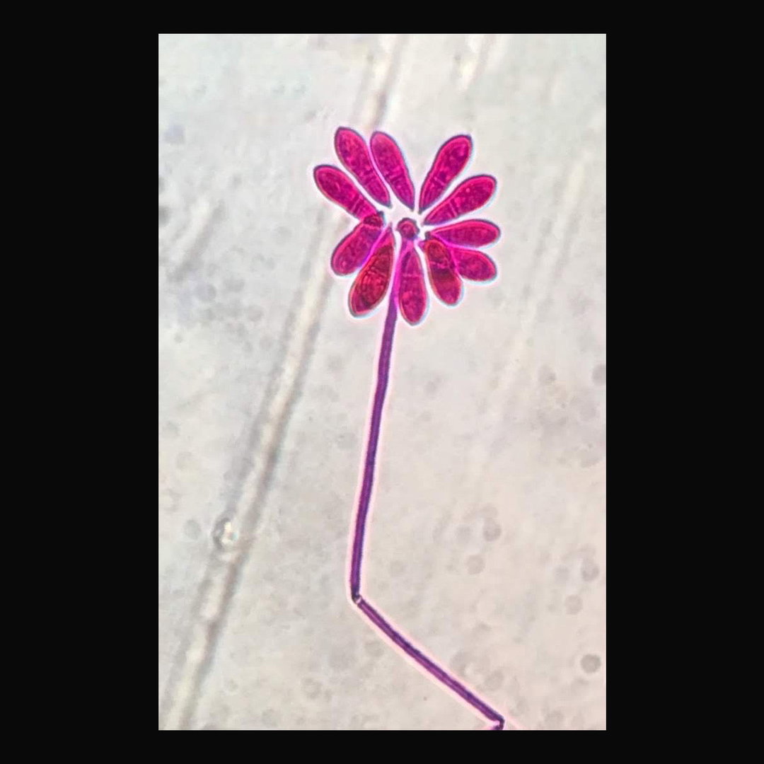 TracyDebenport-ArthrobotrysRobusta-Photography-itsnicethat.jpg